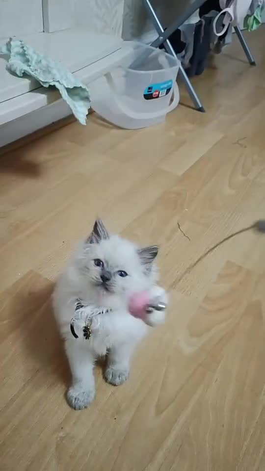 Ragdoll cats for sale: 8 beautiful Ragdoll cats - Video 2