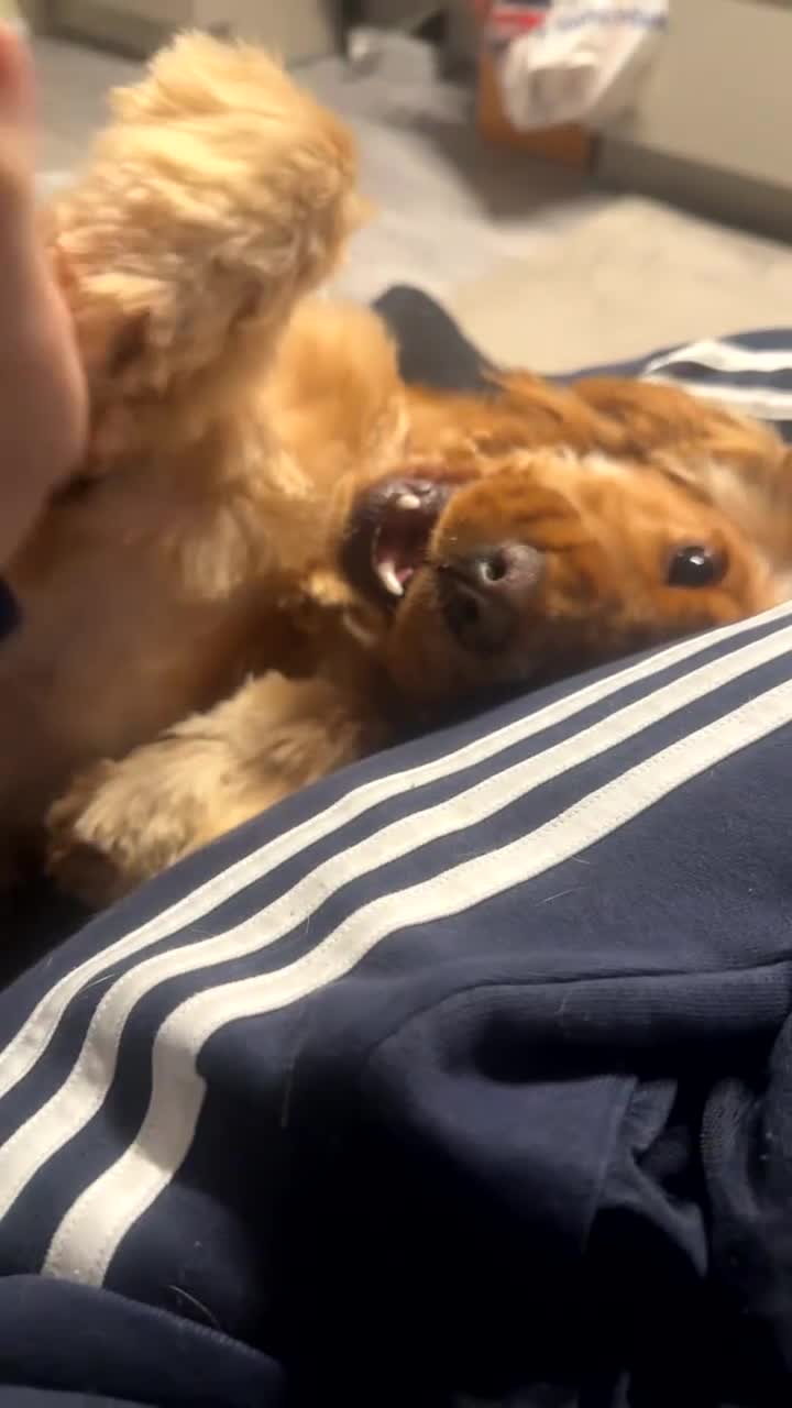 Cocker Spaniel dogs for sale: Beautiful Golden Show Cocker Spaniel 11 Months Old - Video 1