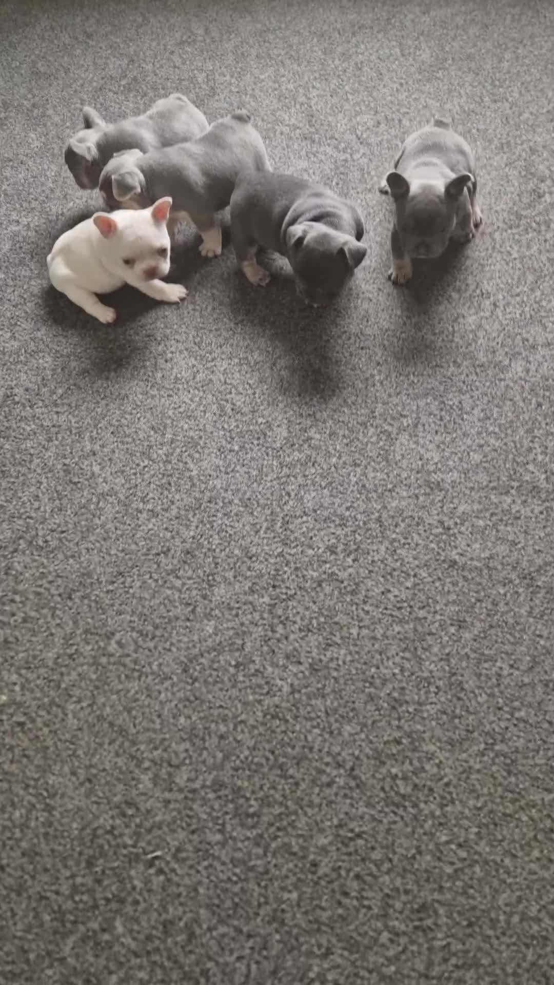 French Bulldog dogs for sale: FROM £1500 French bulldogs 2 FEMALE 3 MALE - Video 2