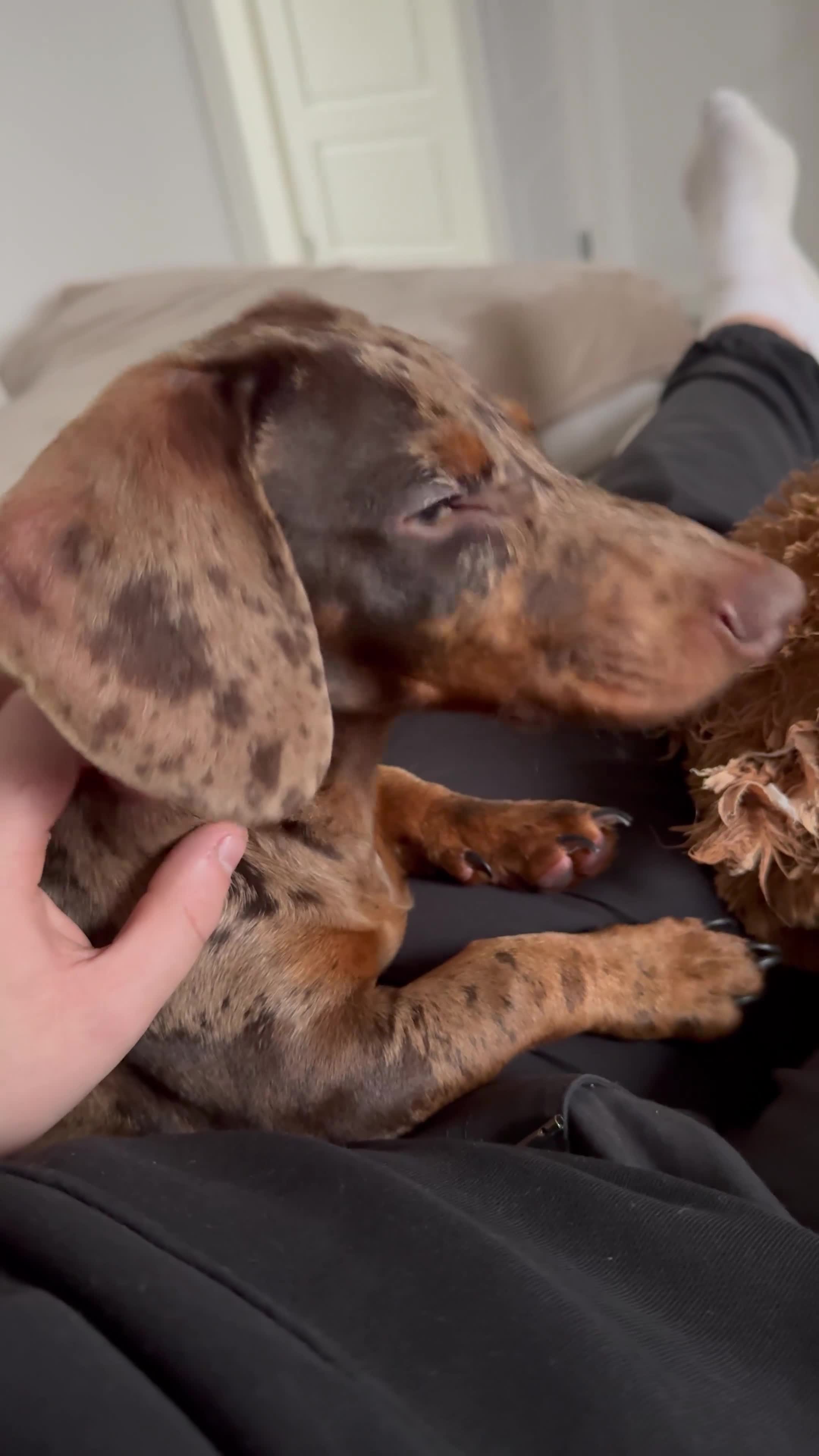 Dachshund dogs for sale: Dachshund puppy!  - Video 1