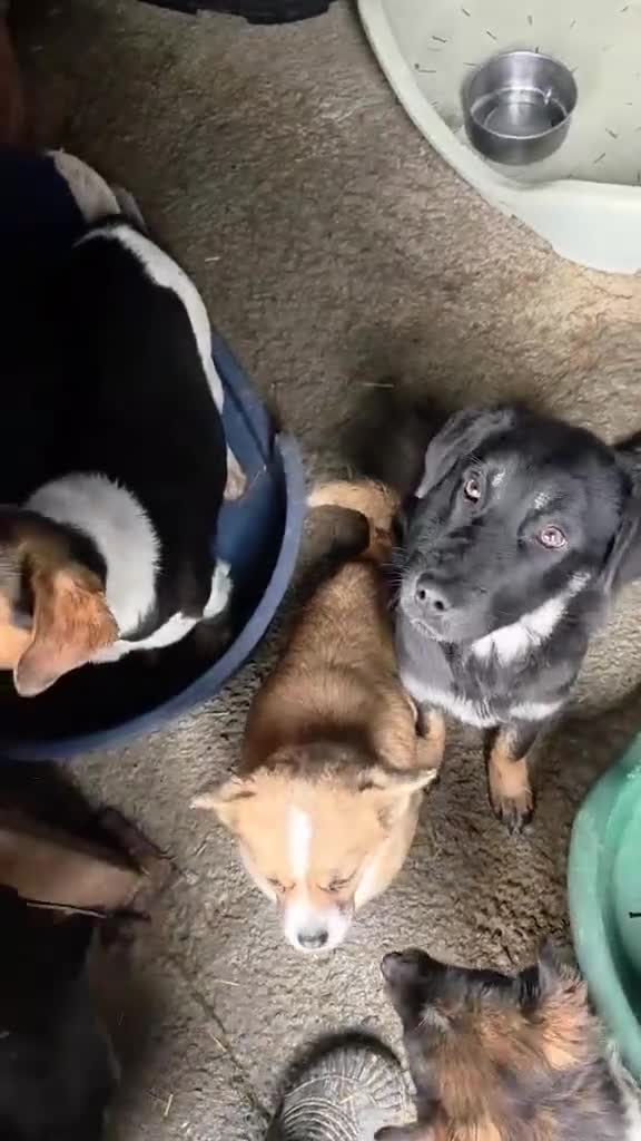 Mixed Breed dogs for adoption: Maria - FOR ADOPTION  in Buxton - Video 3