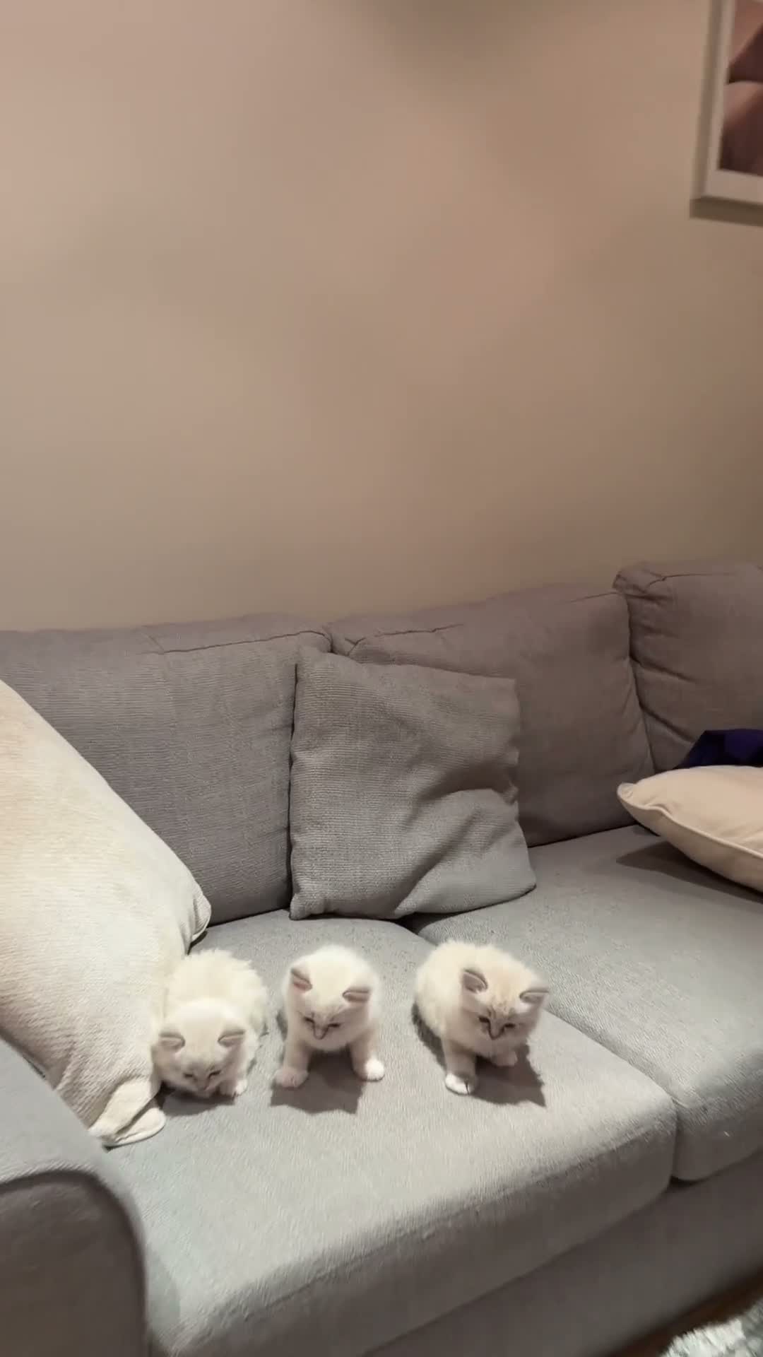 Ragdoll cats for sale: Beautiful Pure Ragdoll Kitten Joy 🩷🐱 | in London - Video 1