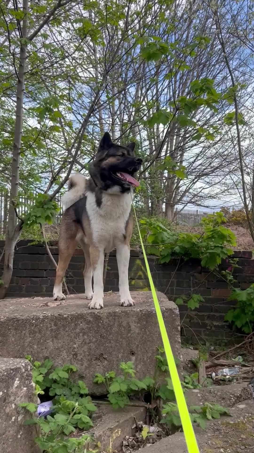 Akita dogs for stud: Chico’s finding LOVE… in Birmingham - Video 3
