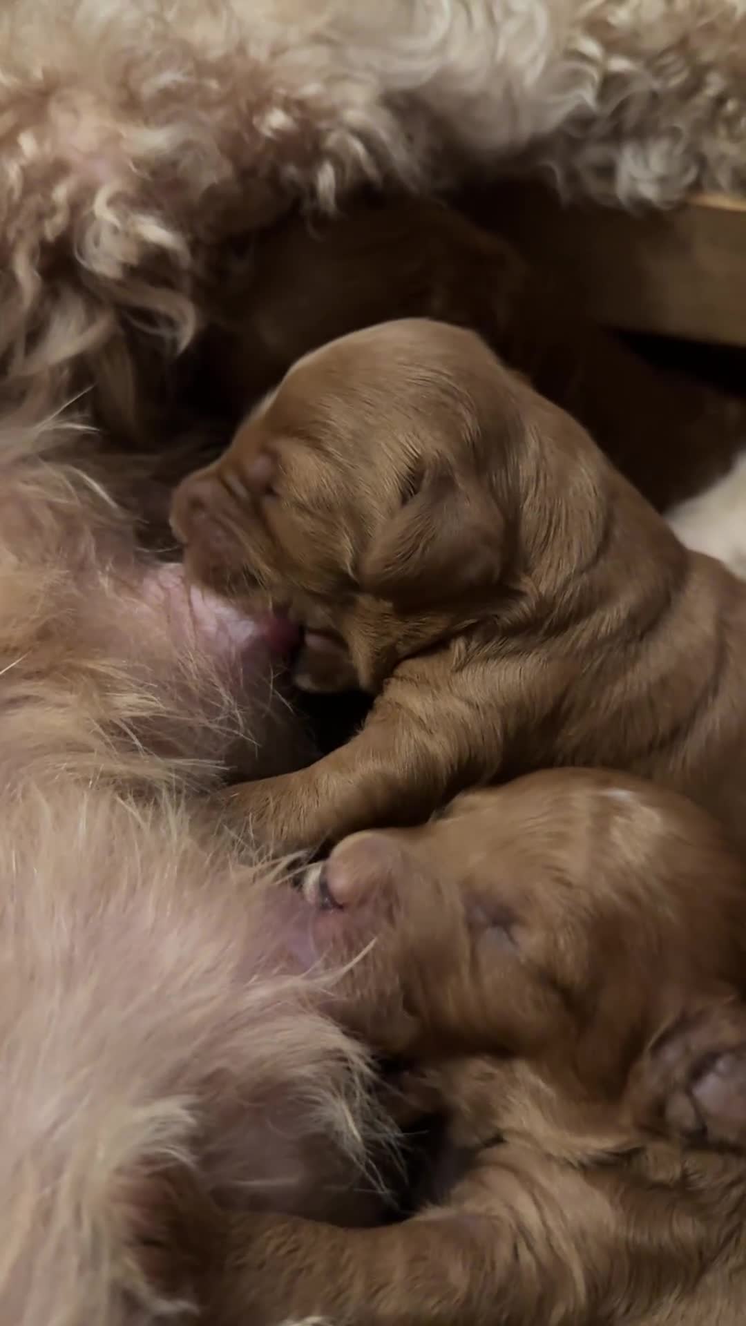 Cockapoo dogs for sale: Loving Cockapoo puppies  - Video 3