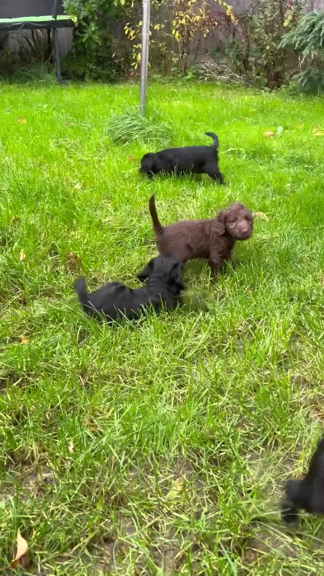 Mixed Breed dogs for sale: Bedlington cross cocker spaniel puppies  - Video 1