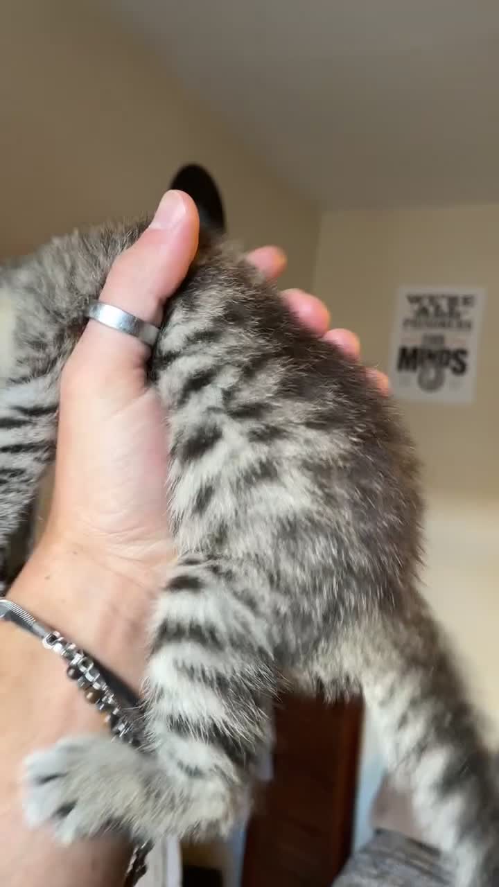 Mixed Breed cats for sale: Tabby/Tortoiseshell/Cross Ragdoll Kittens - Video 1