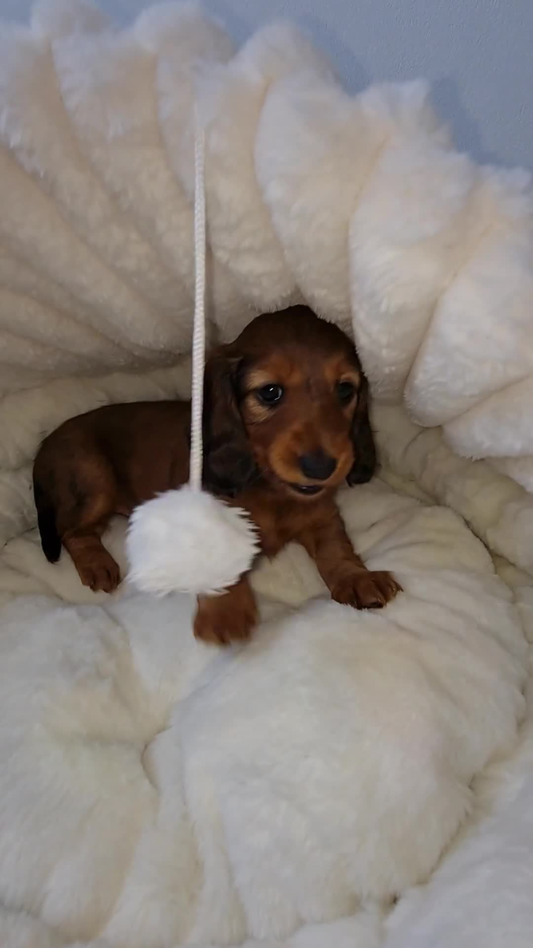 Miniature Dachshund dogs for sale: 4 dapple 2 shaded red Lh puppies,Pra clear - Video 1