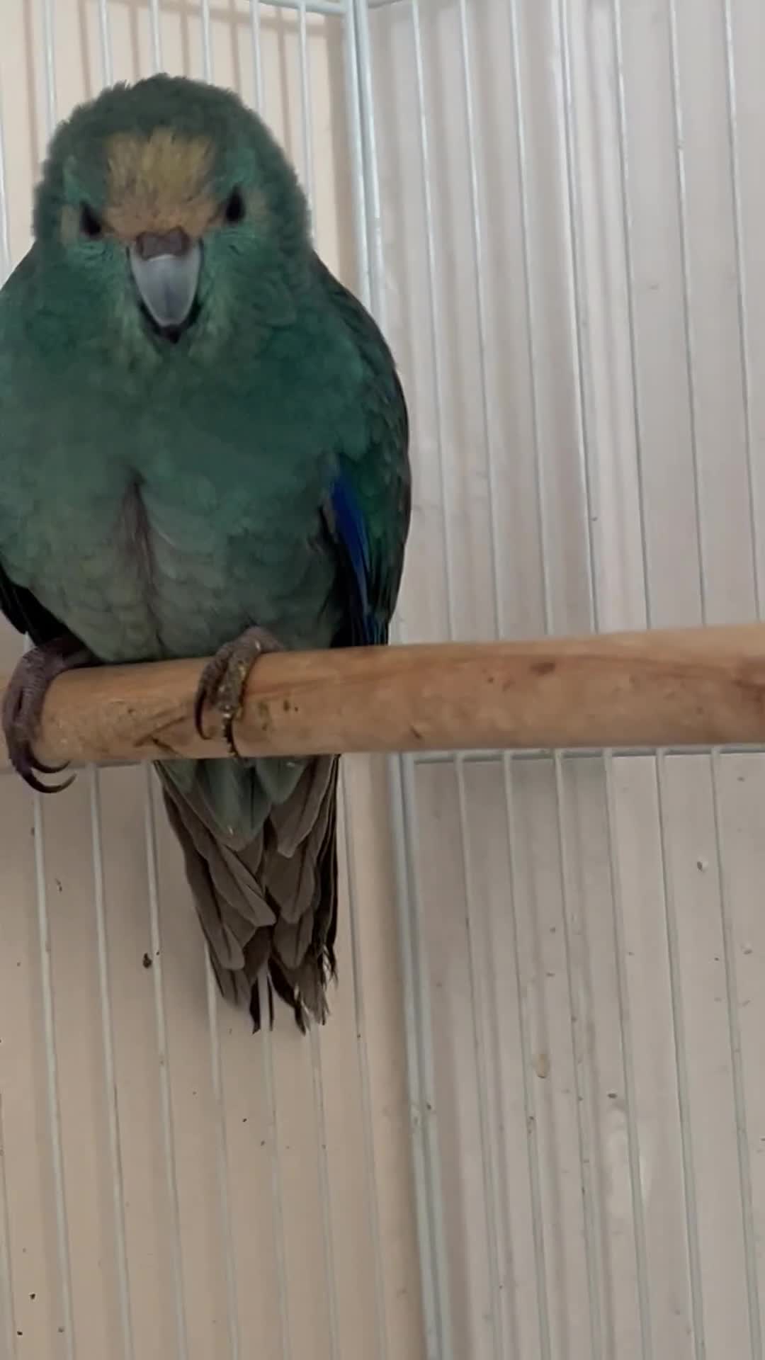Lovebirds birds for sale: Kakariki bird  - Video 1