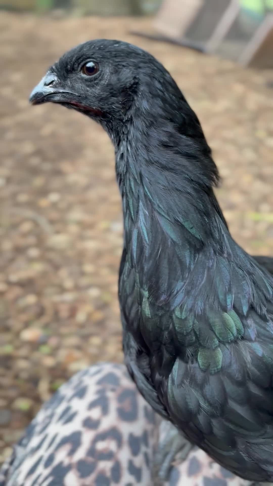 Chickens poultry for sale: Rare Black Sumatra Hatching Eggs - Pack of 6  - Video 1