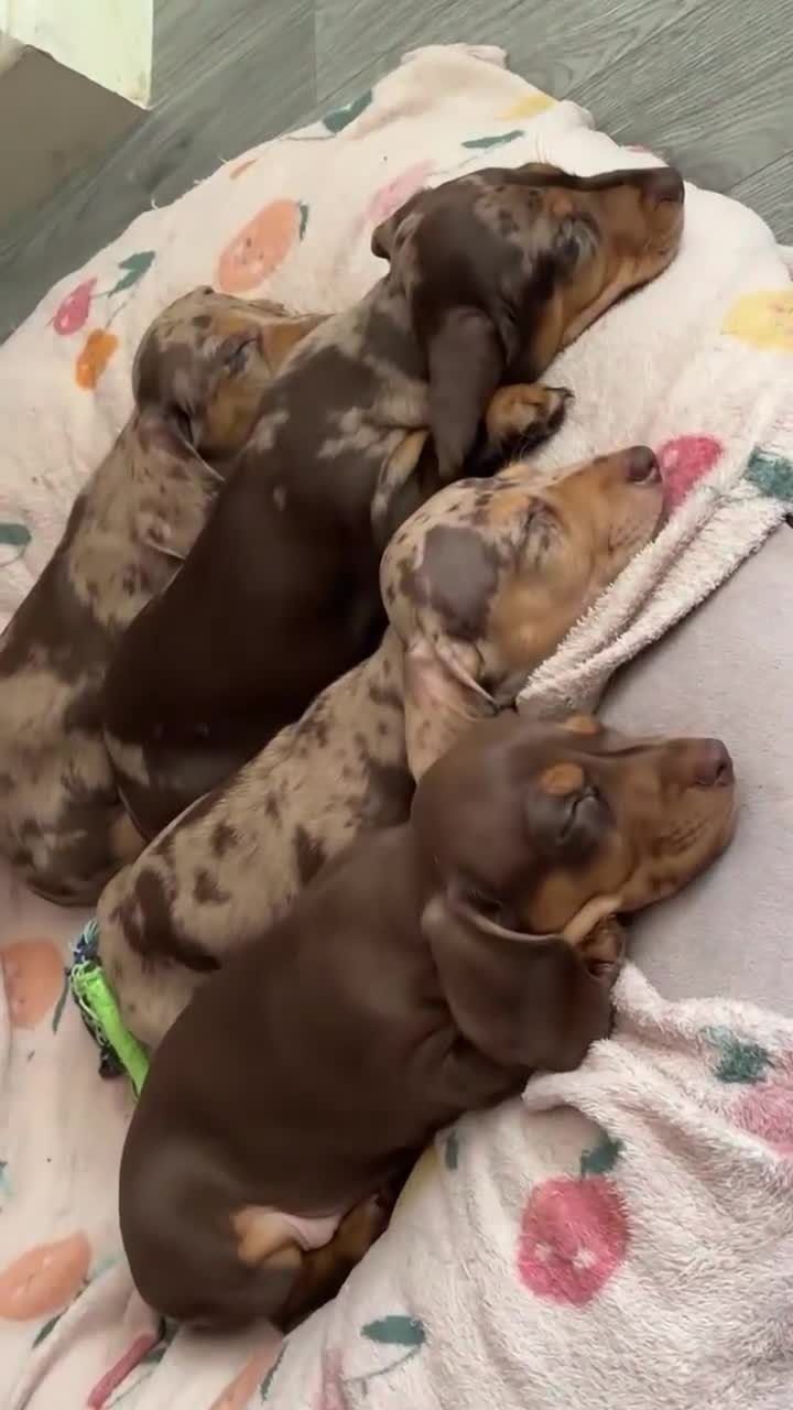 Miniature Dachshund dogs for sale: KC Reg Mini Dachshund Puppies Ready Now (Walsall) - Video 3