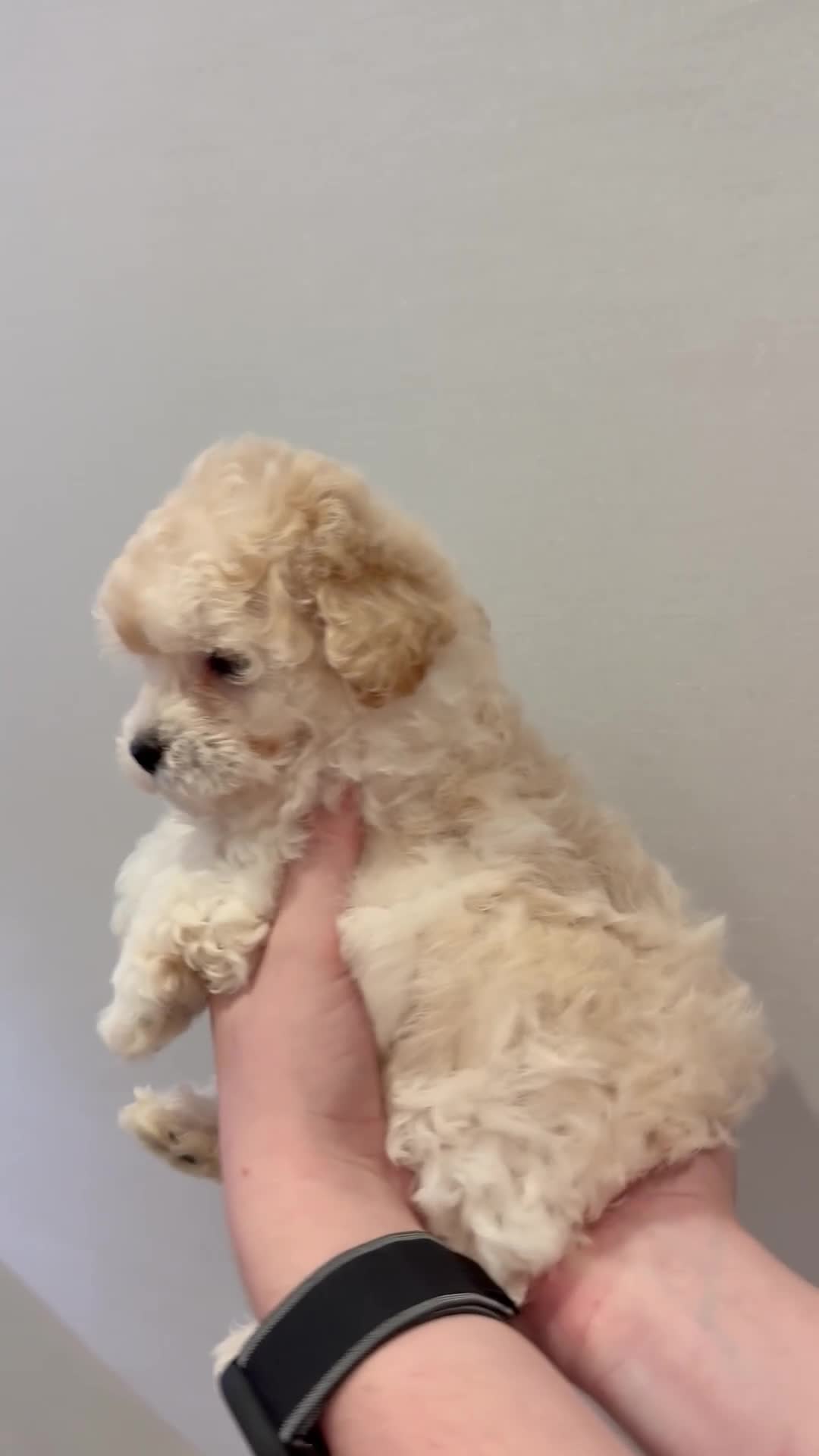 Maltipoo dogs for sale: Maltipoo puppies 🩷 - Video 1