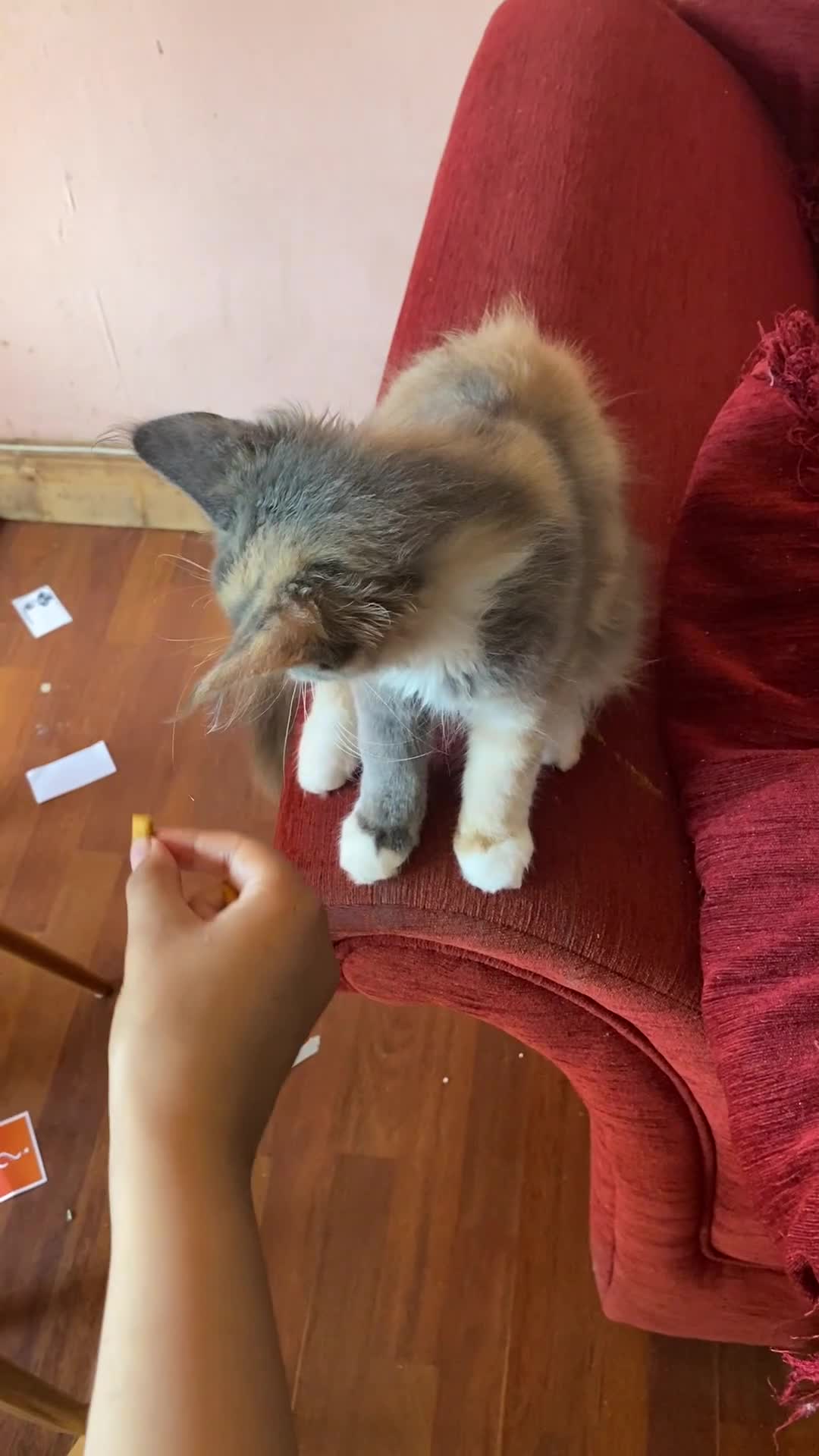 Maine Coon cats for sale: Maine Coon kittens,  - Video 1