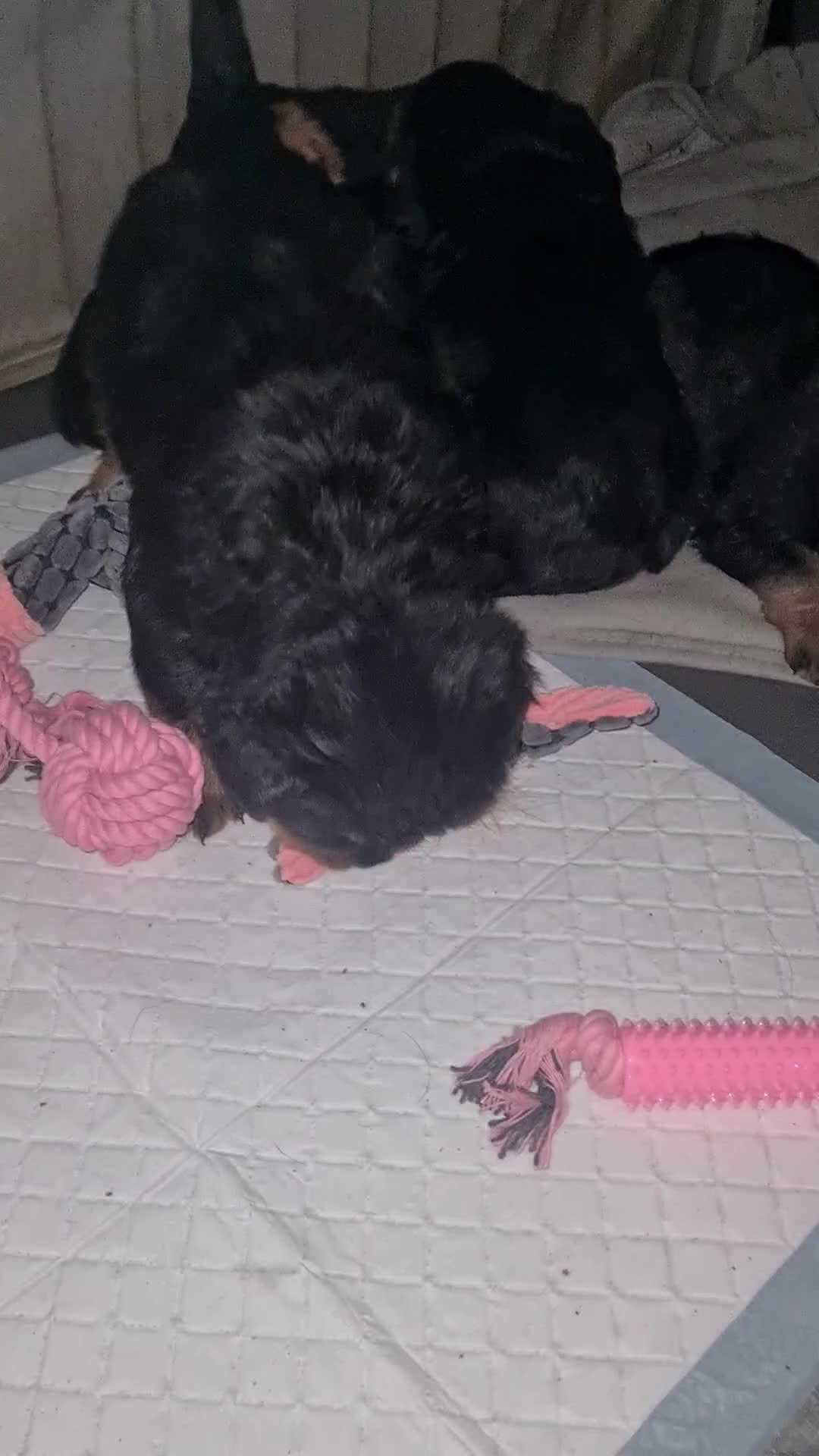 Rottweiler dogs for sale: 1 Left male Exceptional KC Registered Rottweiler  - Video 1