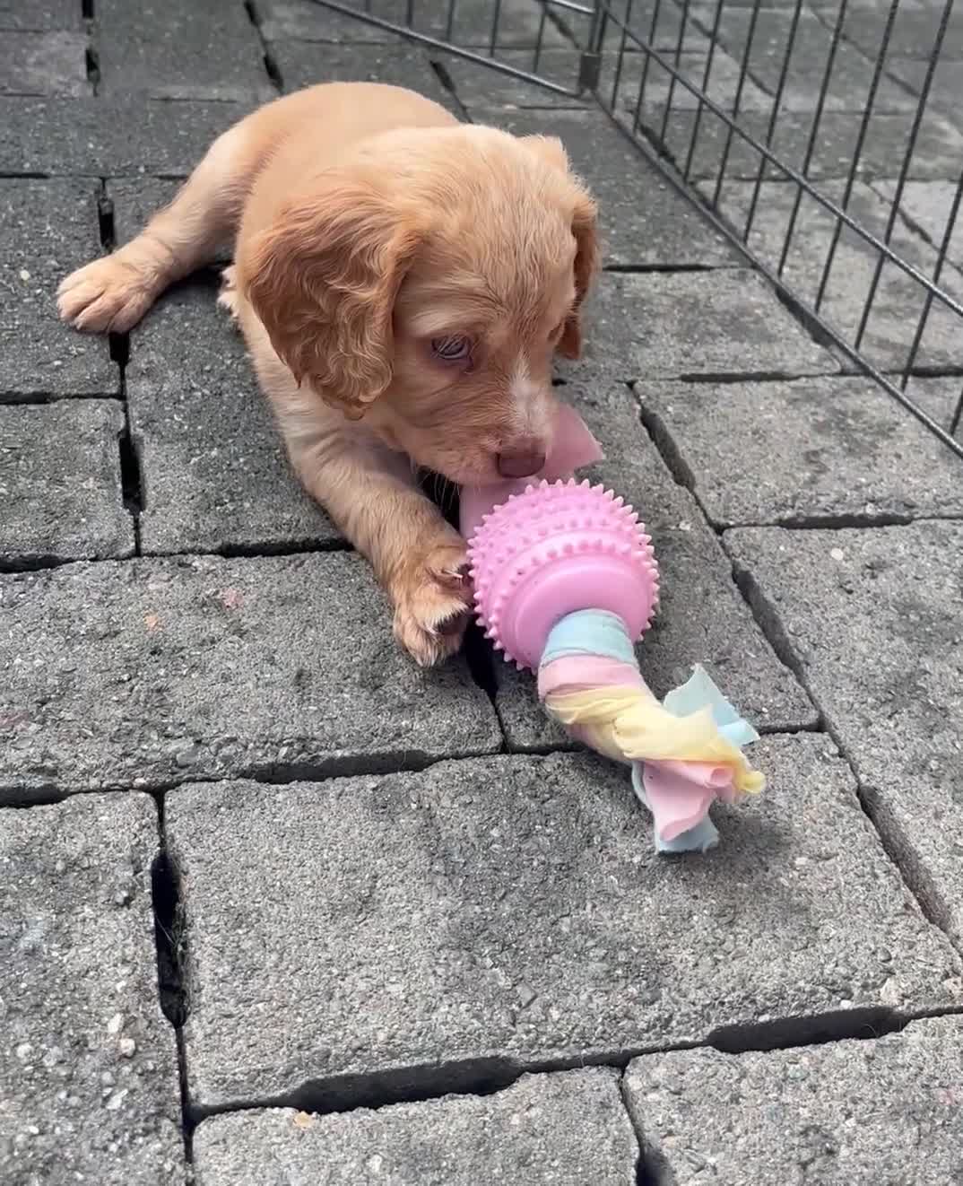 Cocker Spaniel dogs for sale: Working Cocker Spaniels  - Video 3