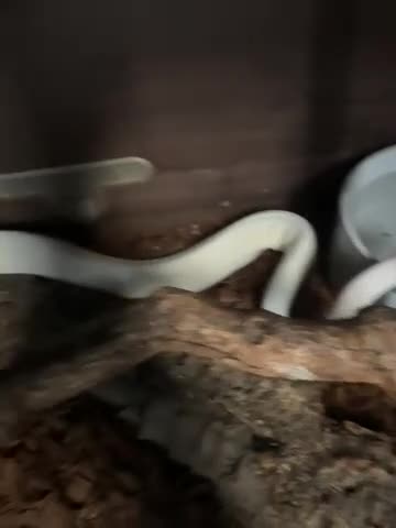 Python Snake reptiles for sale: Beautiful royal pythons/ - Video 1