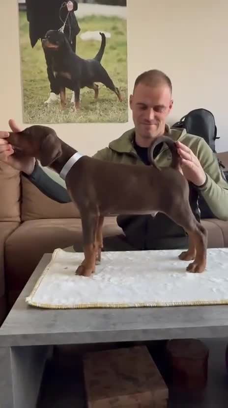 Dobermann dogs for sale: Dobermann pup (KC Registered Exceptional Parents) - Video 3