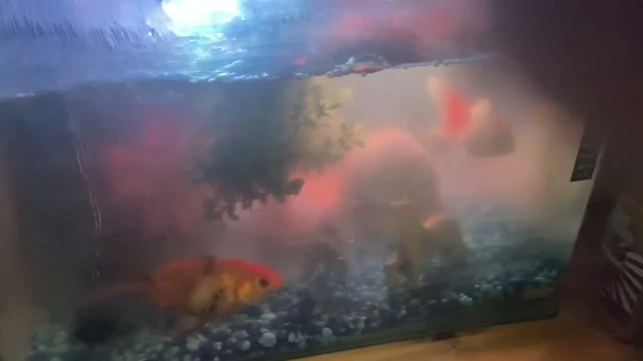 Goldfish fish for sale: Mr Fish in Rotherham - Video 1