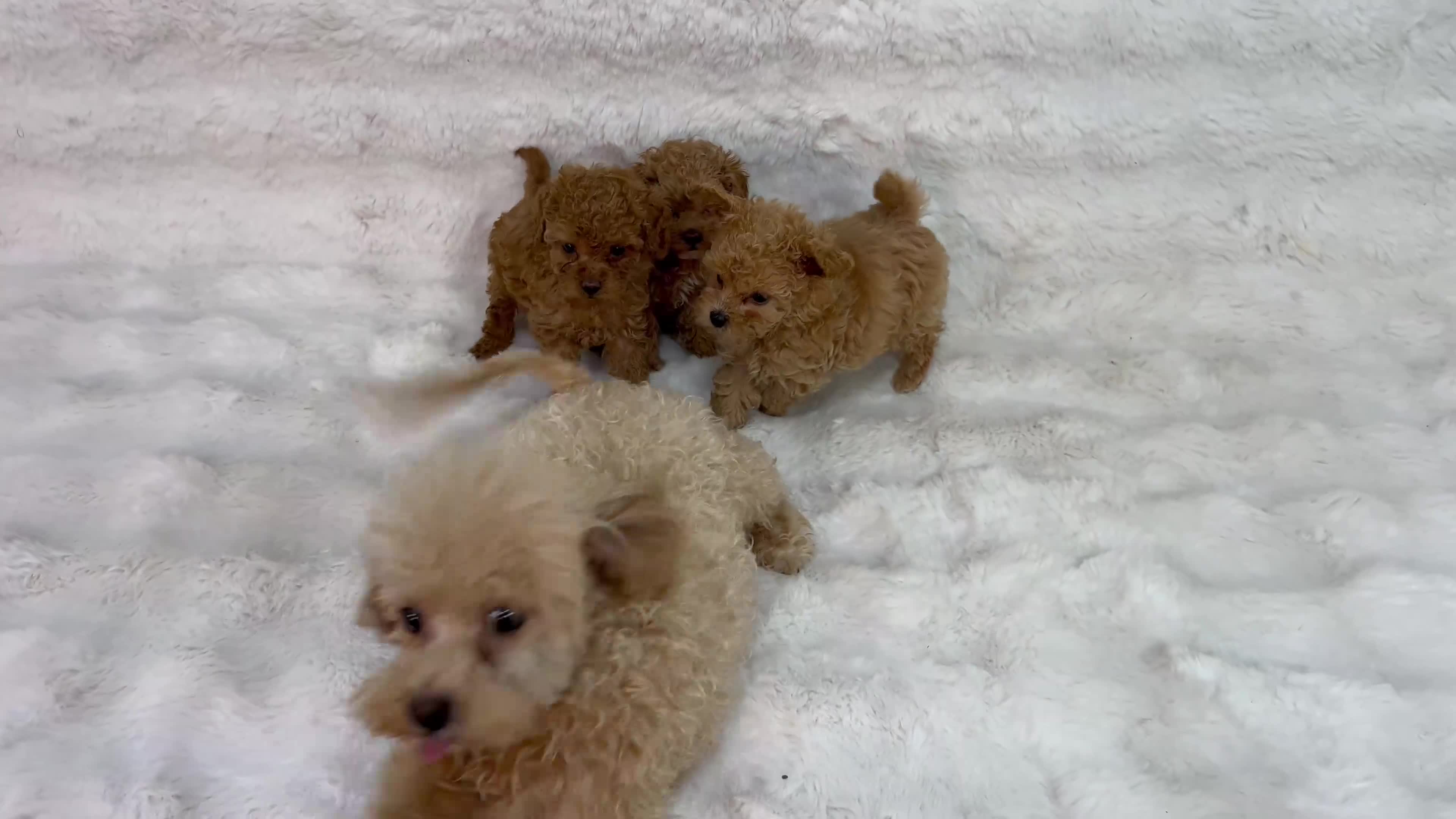 Maltipoo dogs for sale: 🐩Korean Maltipoo🐩 - Video 1