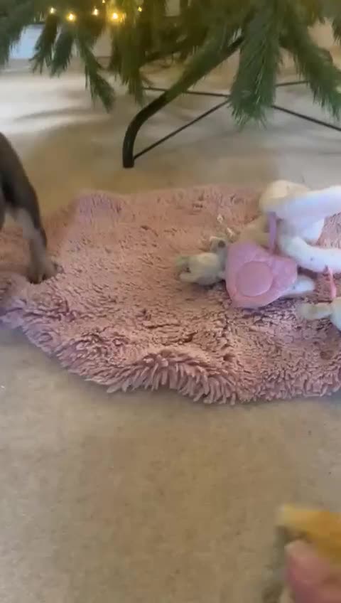 Mixed Breed dogs for sale: REDUCED GIRL!! French/English Bulldog Babies - Video 1