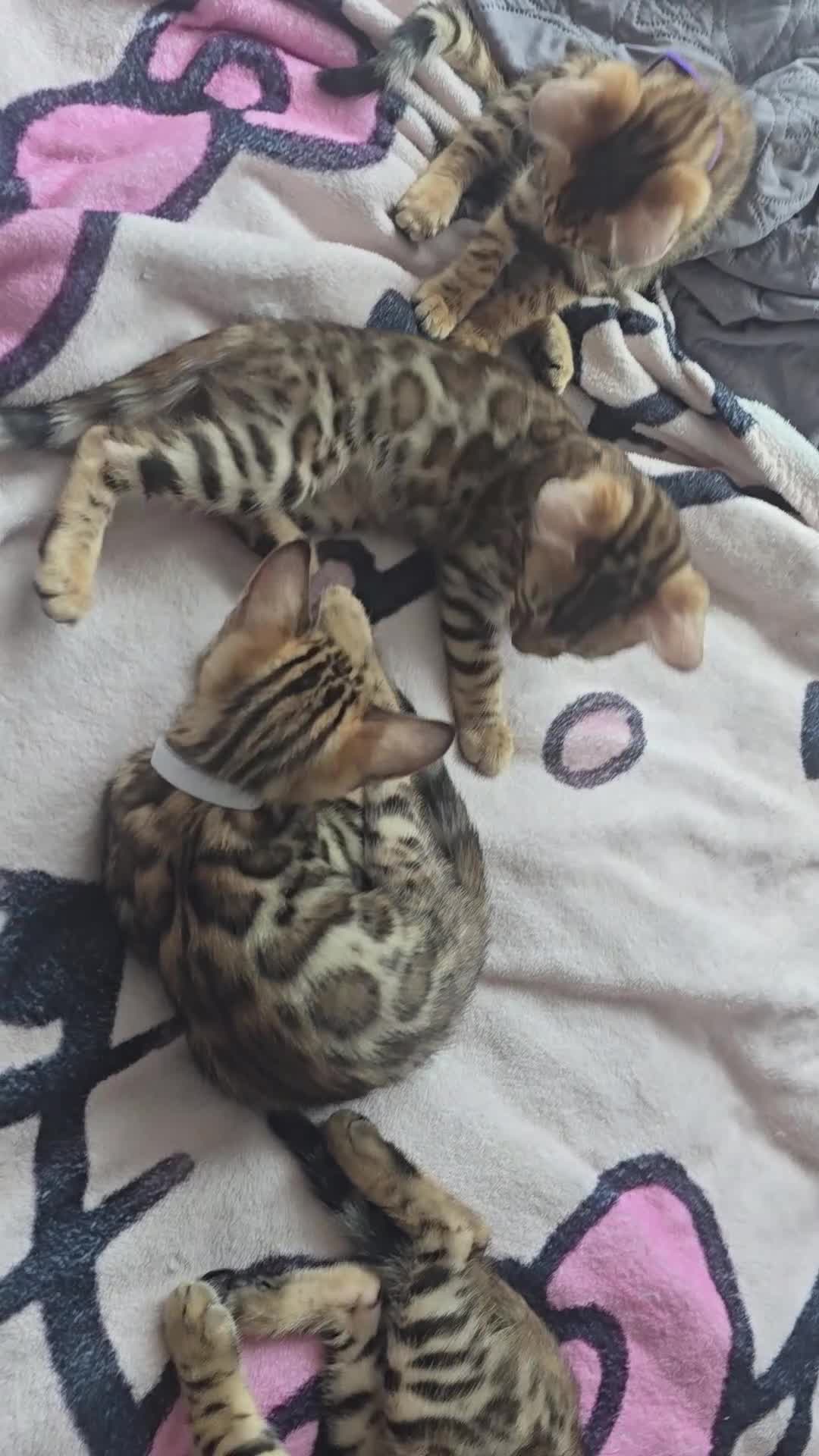 Bengal cats for sale: 😺5 Exceptional Bengal Kittens 😸 male - Video 3
