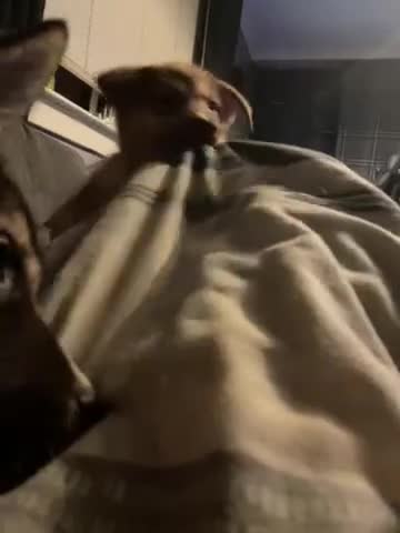 Huskita dogs for sale: Beautiful Female Huskita puppy - Video 2