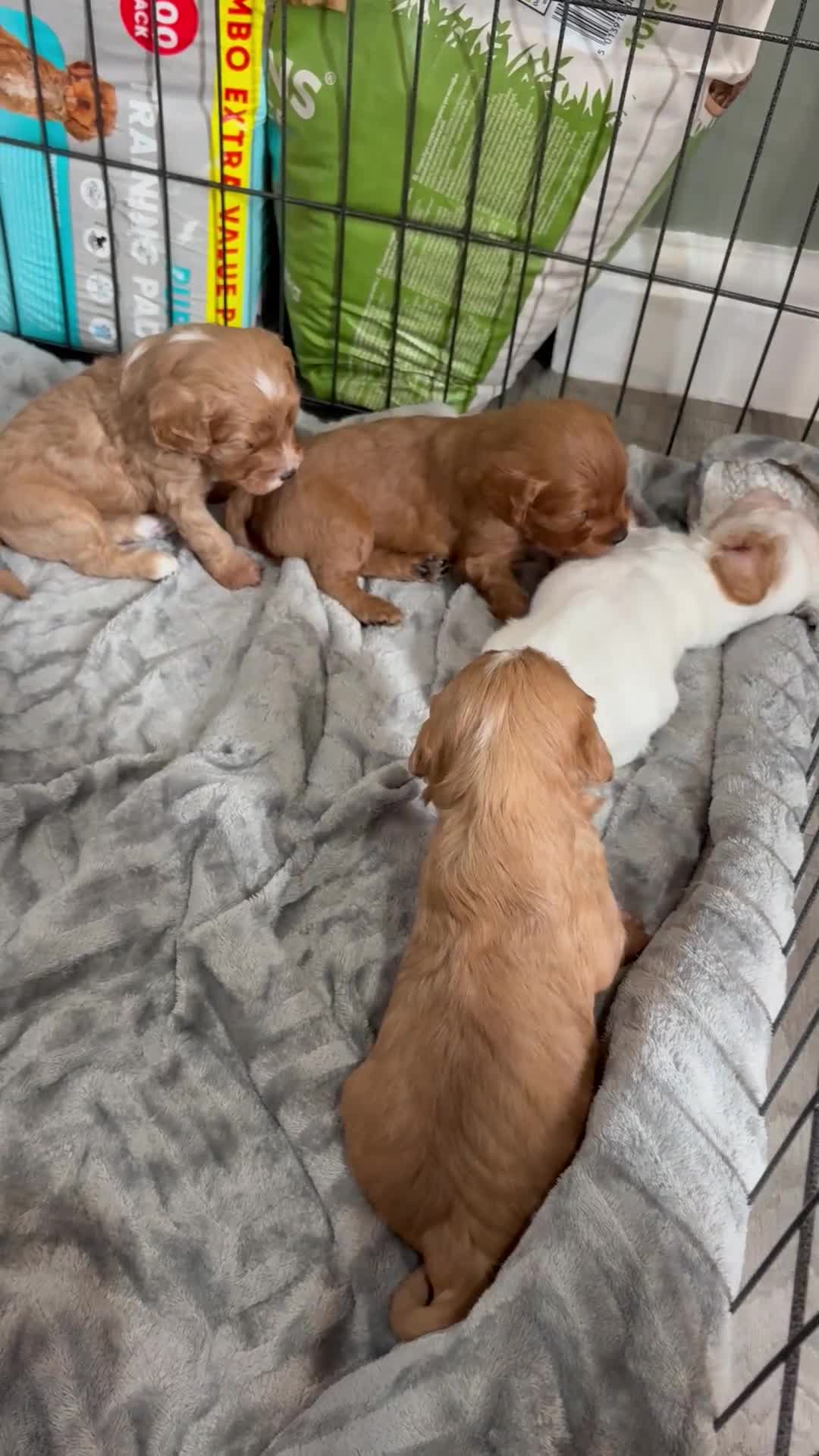 Cavapoo dogs for sale: Cavapoos - Video 2