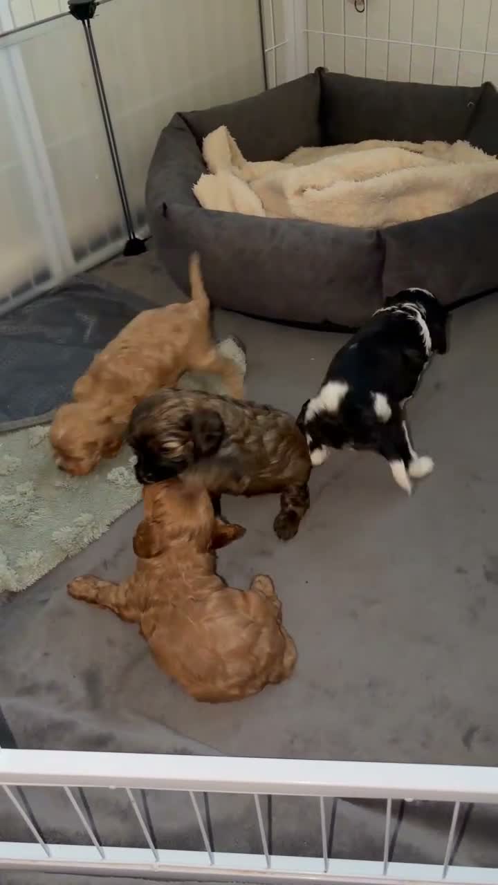 Cavapoo dogs for sale: Only One Female Cavapoo Puppy Left – Apricot Girl - Video 3