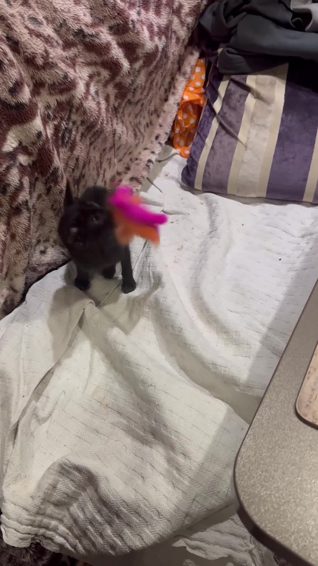 Oriental cats for sale: Pedigree Black Oriental kitten - Video 1