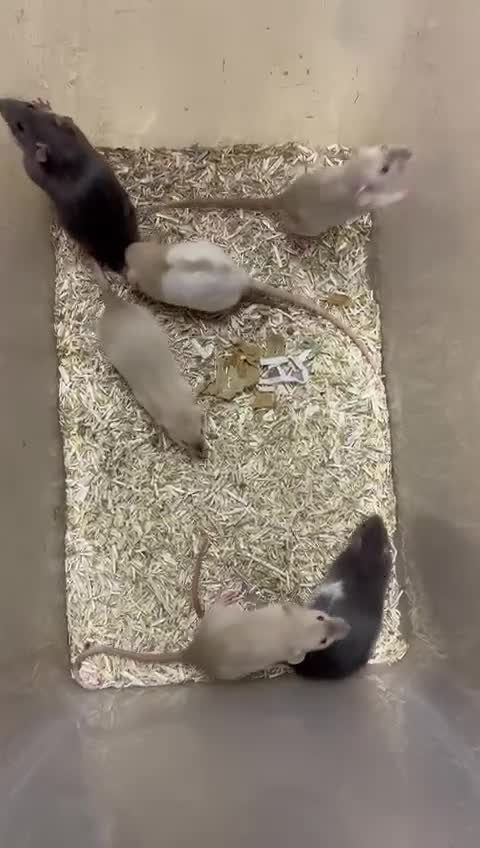 Rat rodents for sale: Gorgeous baby rats dwarf and full size Sheffield - Video 1