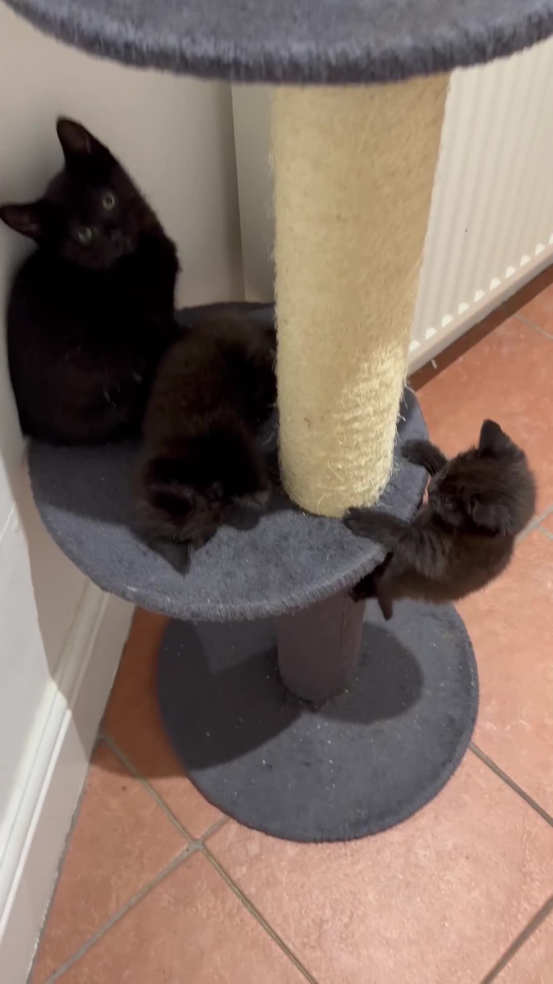 Domestic Shorthair cats for sale: ✨ Adorable Black Kittens Ready for Loving Homes  - Video 1