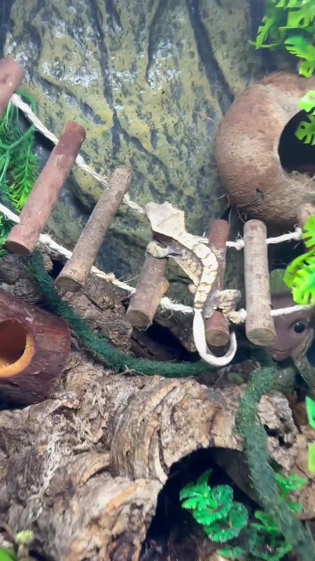 Gecko reptiles for sale: Crested gecko Harley Quinn  - Video 1