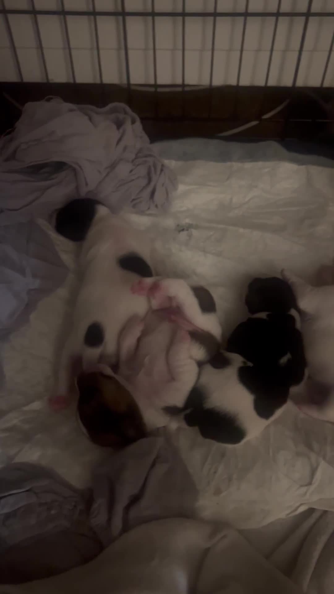 Jack Russell dogs for sale: Jack Russel puppies  - Video 1