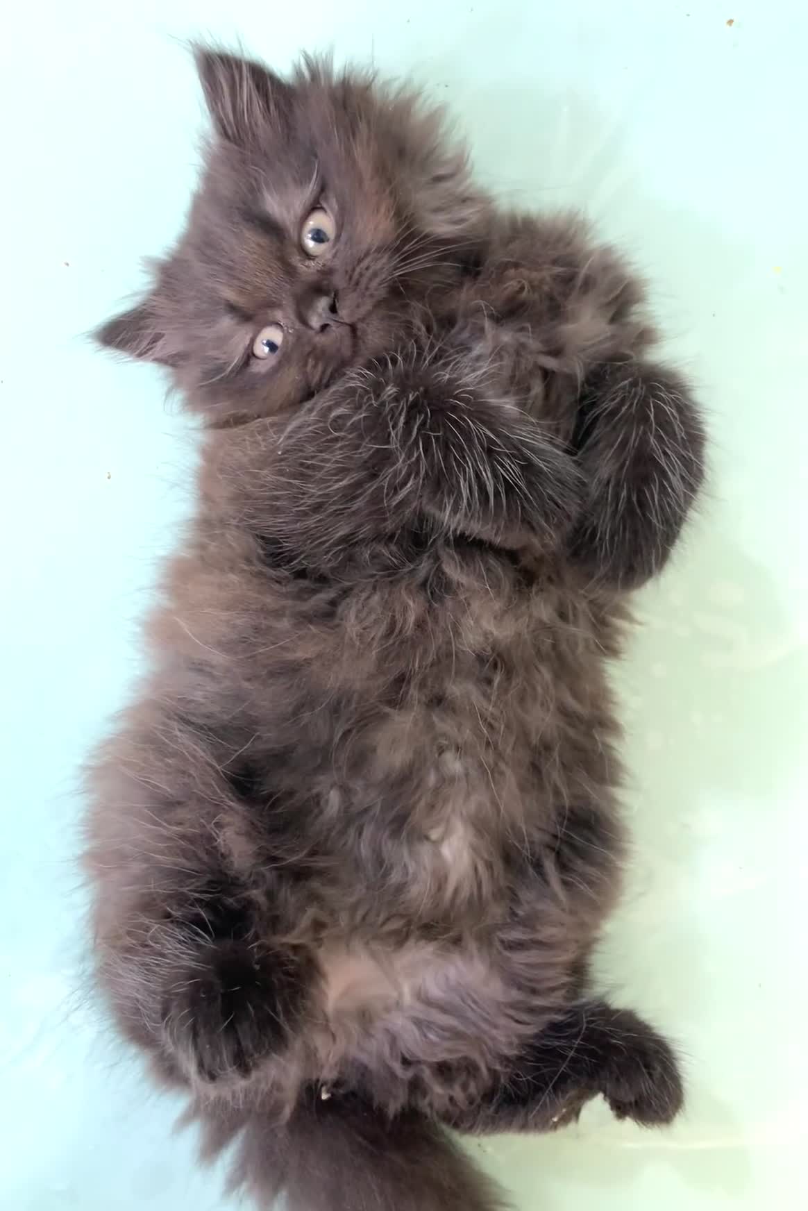 Mixed Breed cats for sale: Mixed breed kitten  - Video 3