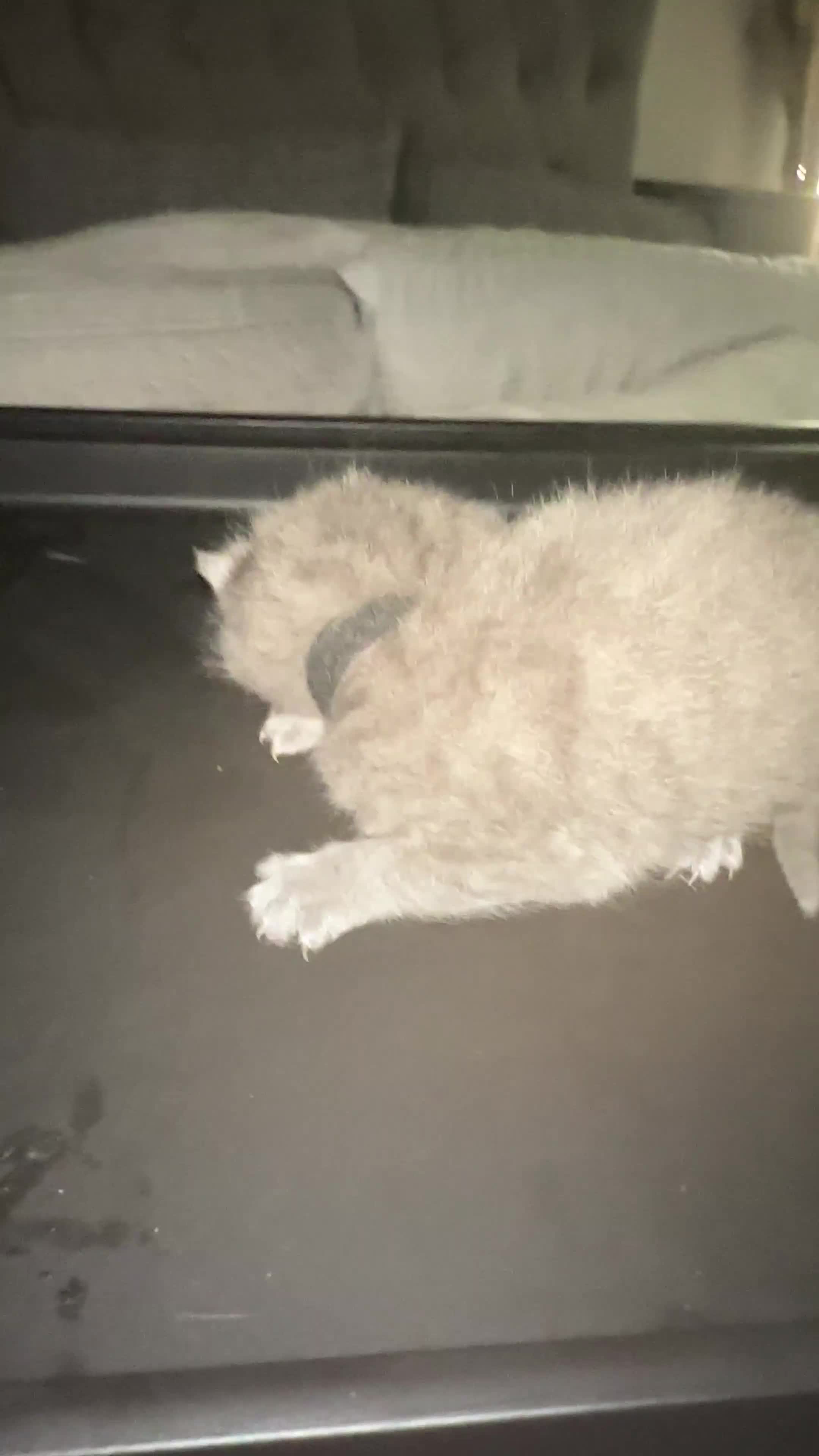 British Shorthair cats for sale: BRITISH SHORTHAIR!  - Video 3
