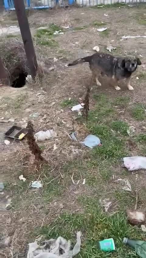 Mixed Breed dogs for adoption: TINA, a Lovely Puppy Girl - for a Loving Home - Video 2