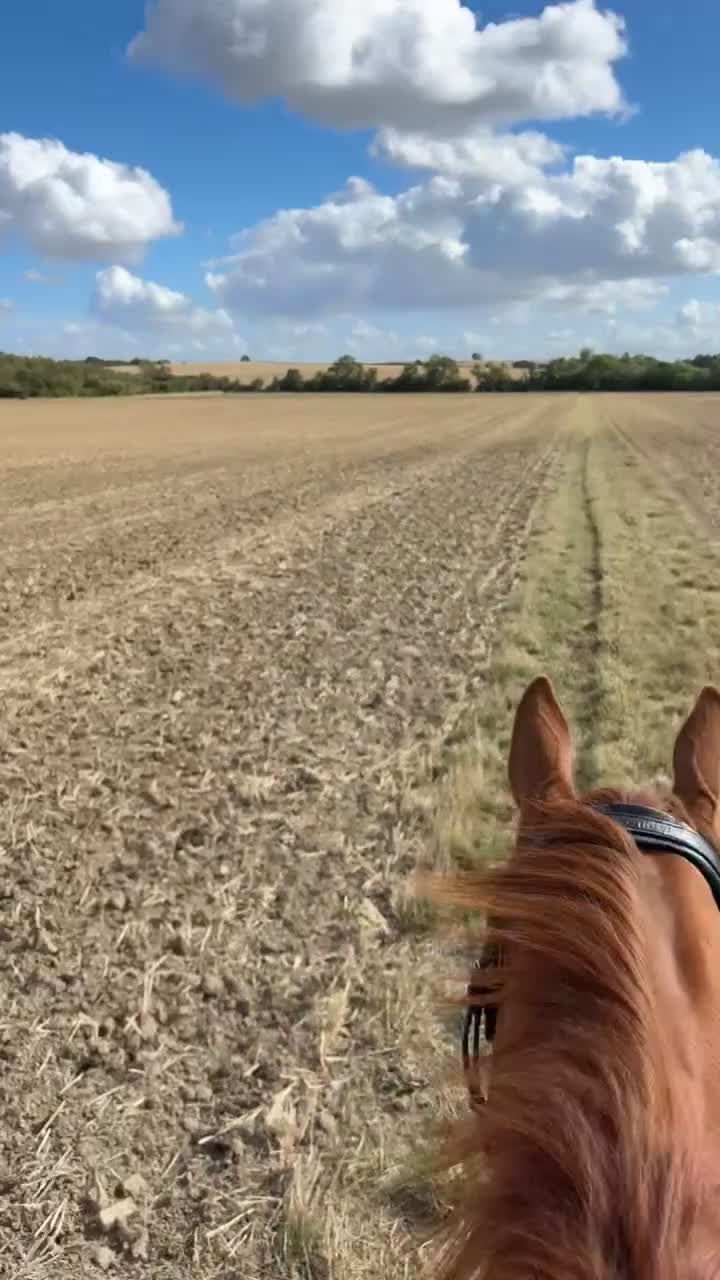 English Thoroughbred horses for sale: 16.2 Chestnut TB Mare - Video 1