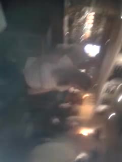 Border Terrier dogs for sale: Gorgeous Border Terrier puppies - Video 2