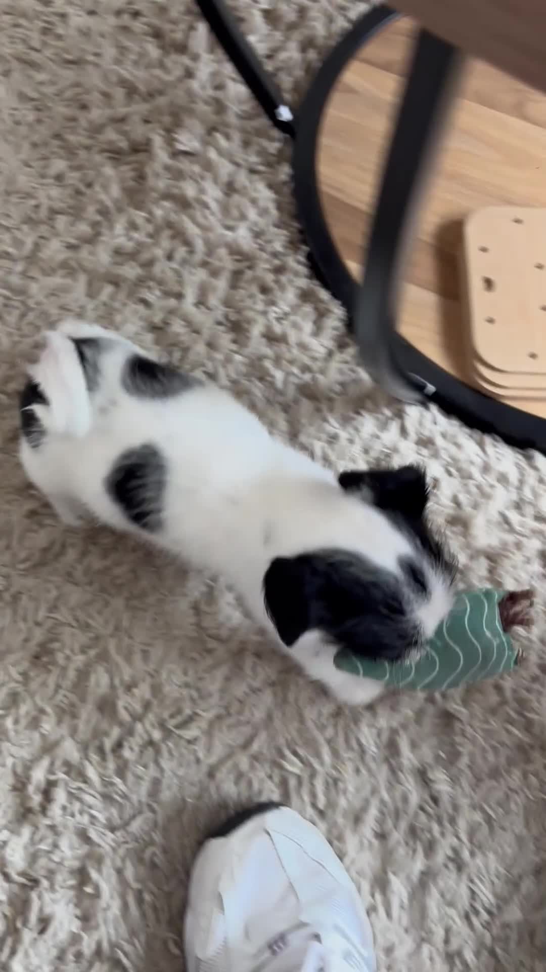 Mixed Breed dogs for sale: Shitzu cross pug LAST BOY - Video 1