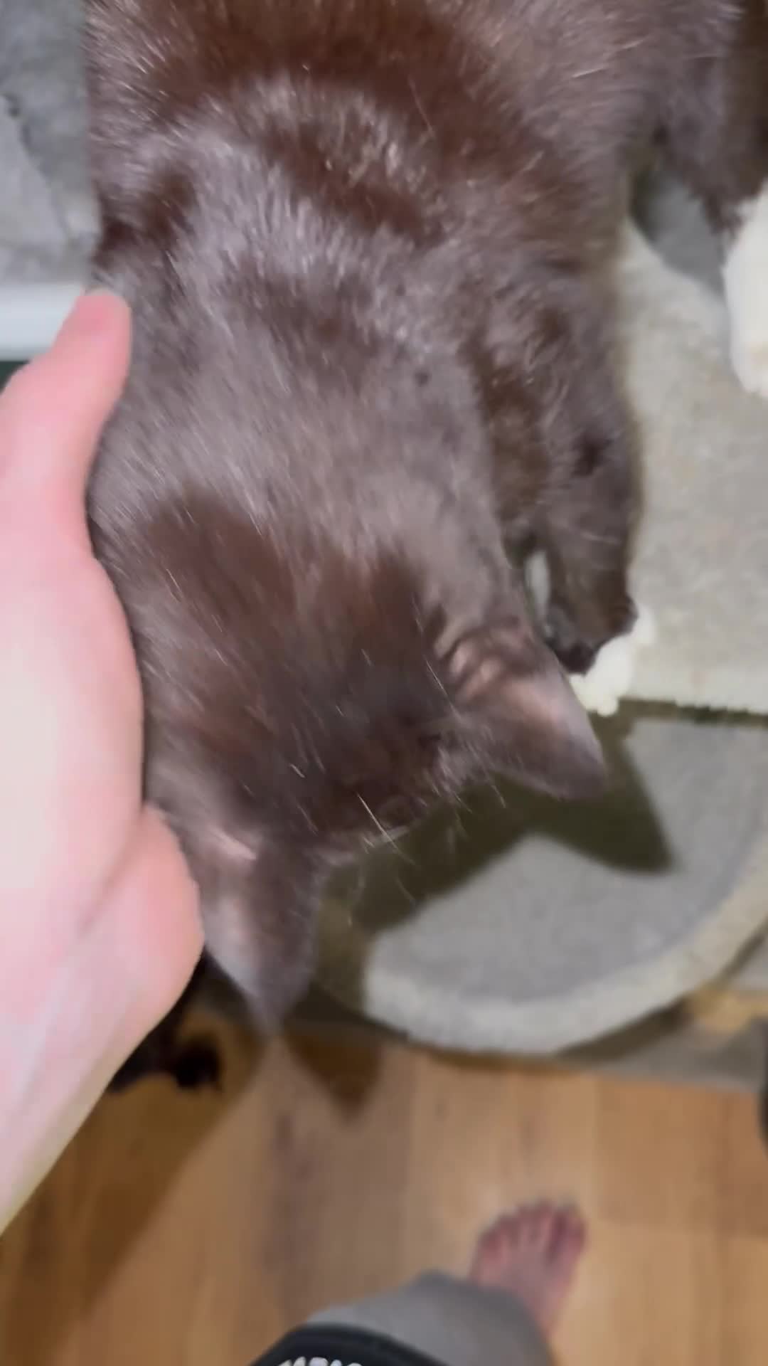 Domestic Shorthair cats for sale: Make kitten  - Video 1