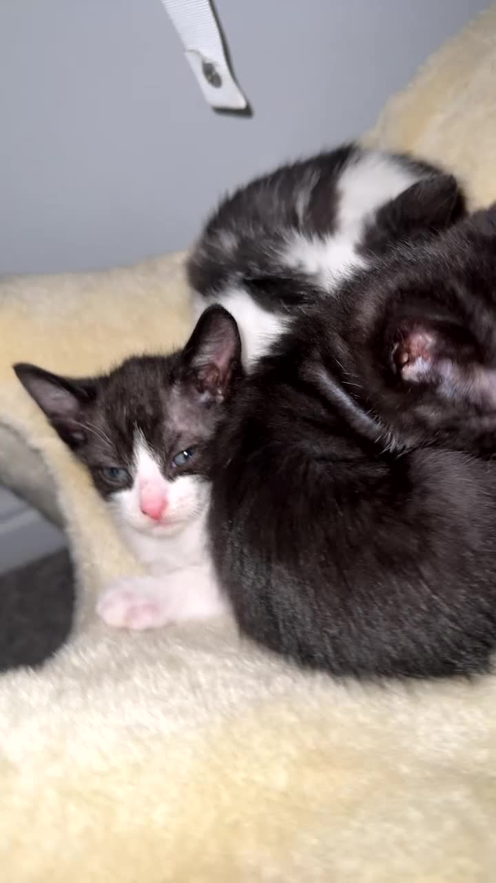 Mixed Breed cats for sale: Kittens  - Video 1