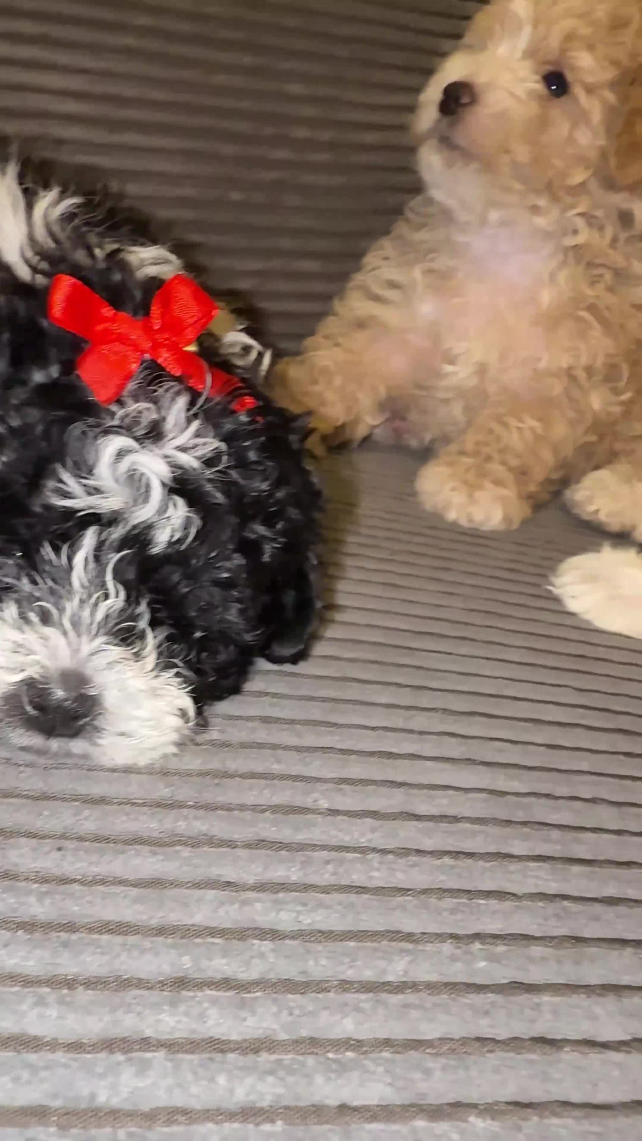 Mixed Breed dogs for sale: 4 little ones looking for a new home ❤️🩵💙 - Video 2