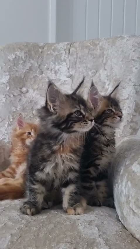 Maine Coon cats for sale: 2 Beautiful Kittens looking for forever homes - Video 1
