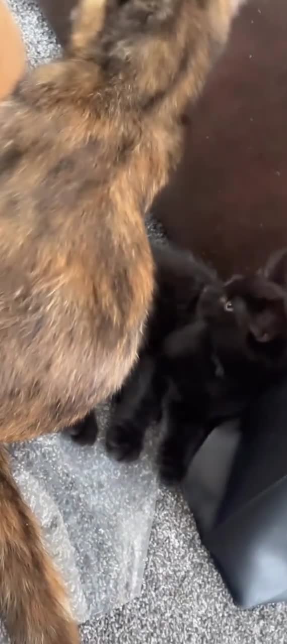 Domestic Shorthair cats for sale: 2 BEST FRIENDS - Must go in a pair. Ready to leave - Video 1