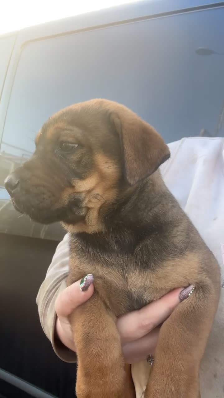 Bullmastiff dogs for sale: Bullmastiff puppies… READY TO LEAVE - Video 1