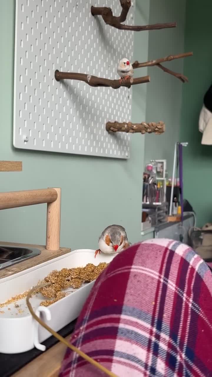 Finches birds for sale: Zebra Finches + Cage Setup - Video 1