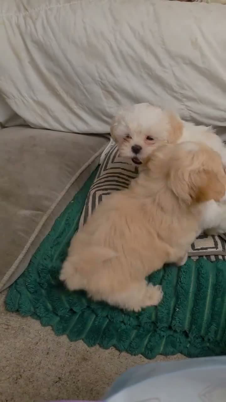Malshi dogs for sale: 4 Stunning Malshi Puppies for sale  - Video 1