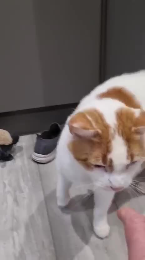 Domestic Shorthair cats for adoption: Adopt from Cats in Crisis East London - Video 1