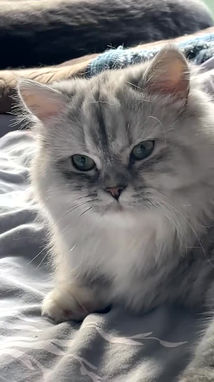 Persian cats for sale: Female and Male cat for Rehome.  - Video 2