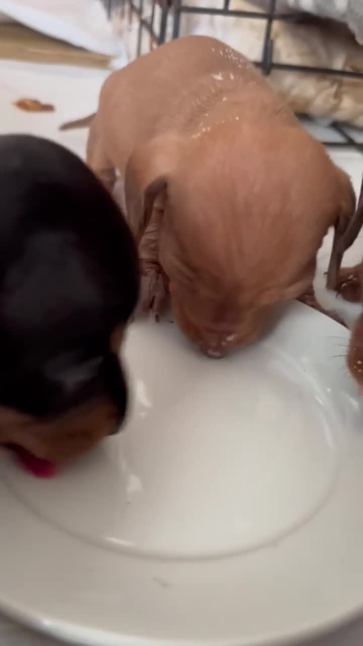 Dachshund dogs for sale: Male puppy  - Video 2