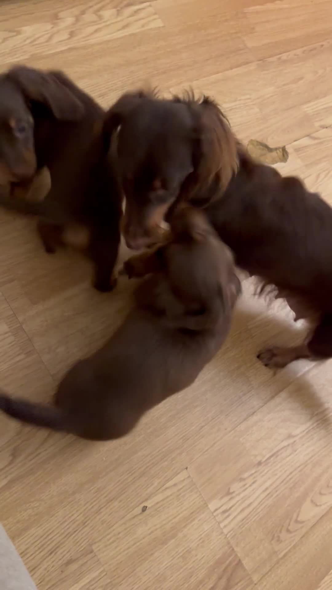 Dachshund dogs for sale: Mini long hair Dachshunds  - Video 1